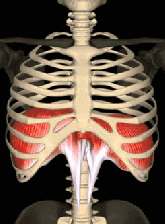 anim-torax-diaphragm